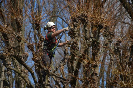 An arborist in a harness in a tree, pruning branches. 